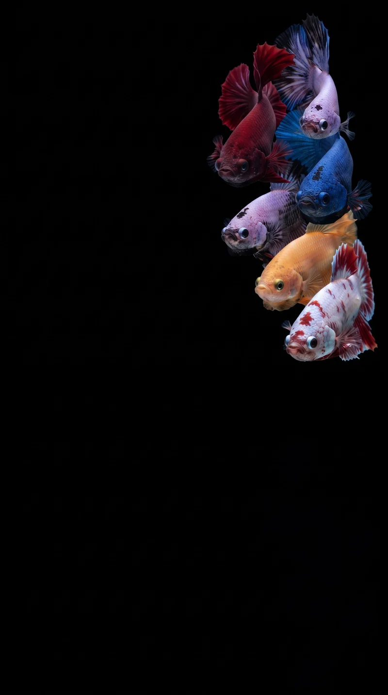 Vibrant Siamese Fighting Fish AMOLED 4K Phone Wallpaper - fish wallpapers mobile Wallpaper | Picmaze