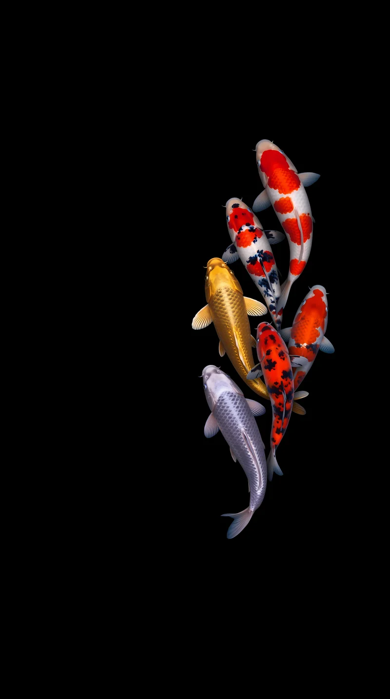 Minimalist Koi Fish School Swimming in Deep Black Void - fish wallpapers mobile Wallpaper | Picmaze