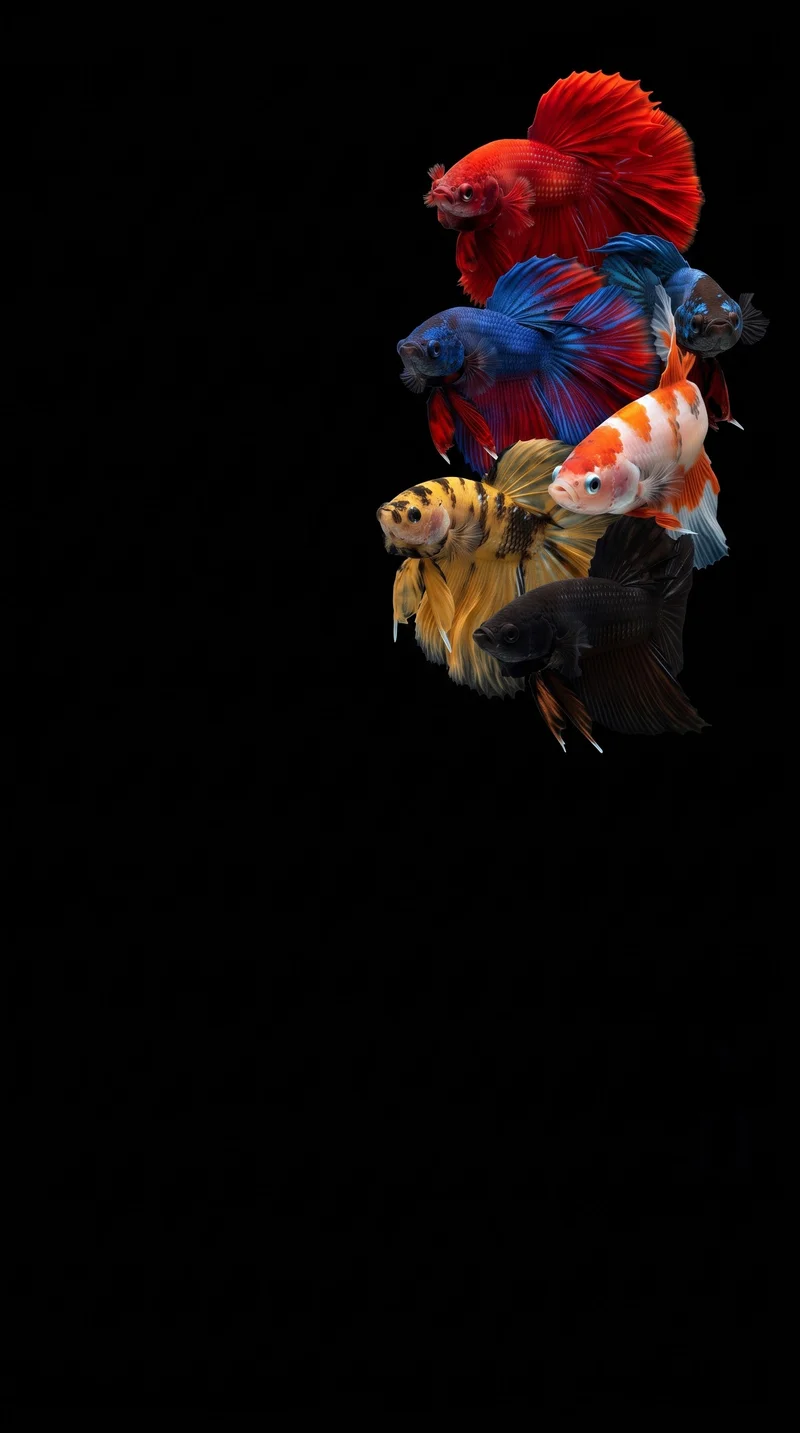 Vibrant Siamese Fighting Fish Multicolored 4K AMOLED Phone Wallpaper - fish wallpapers mobile Wallpaper | Picmaze