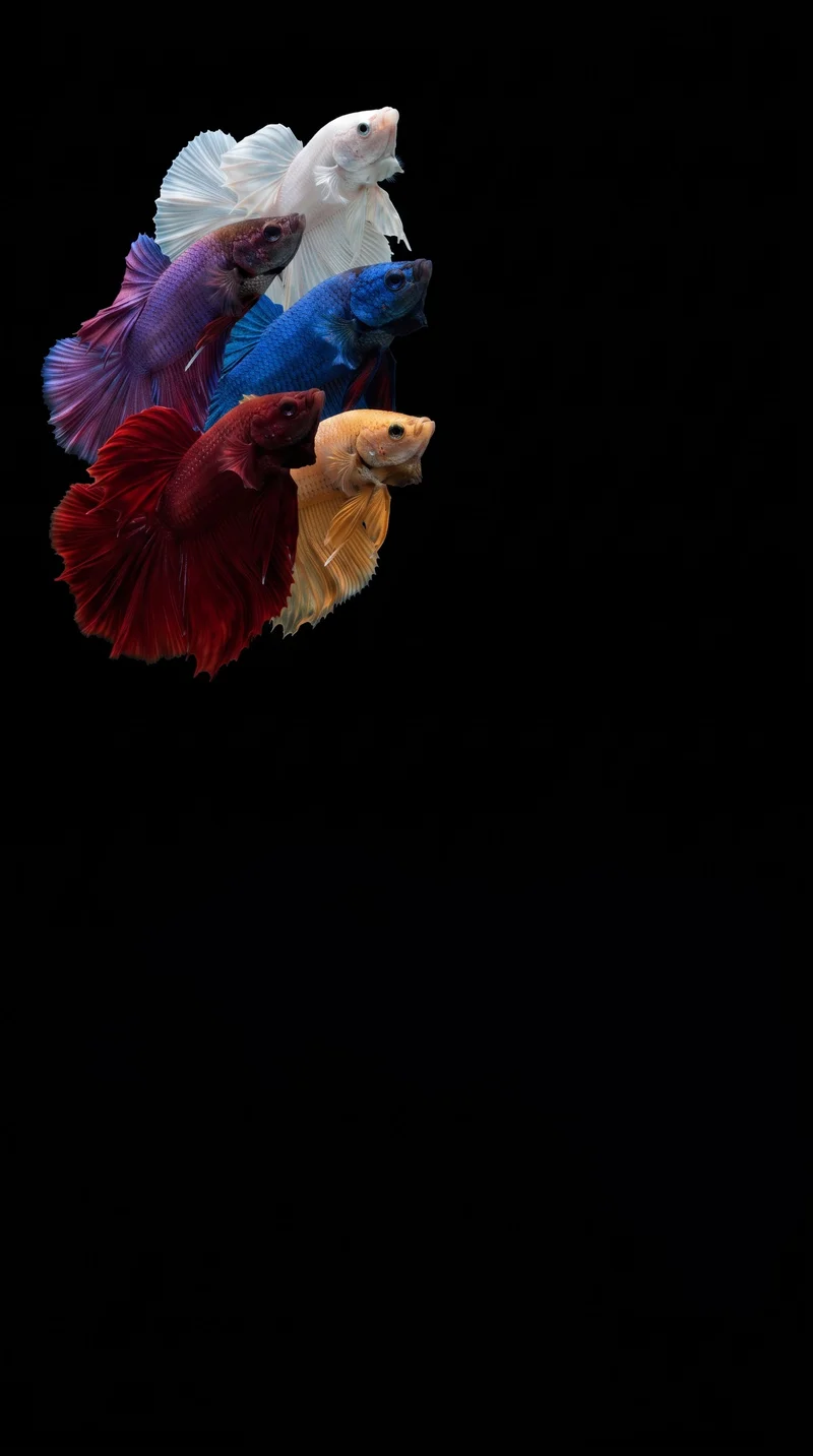 Colorful Betta Fish Group AMOLED 4K Phone Wallpaper - fish wallpapers mobile Wallpaper | Picmaze