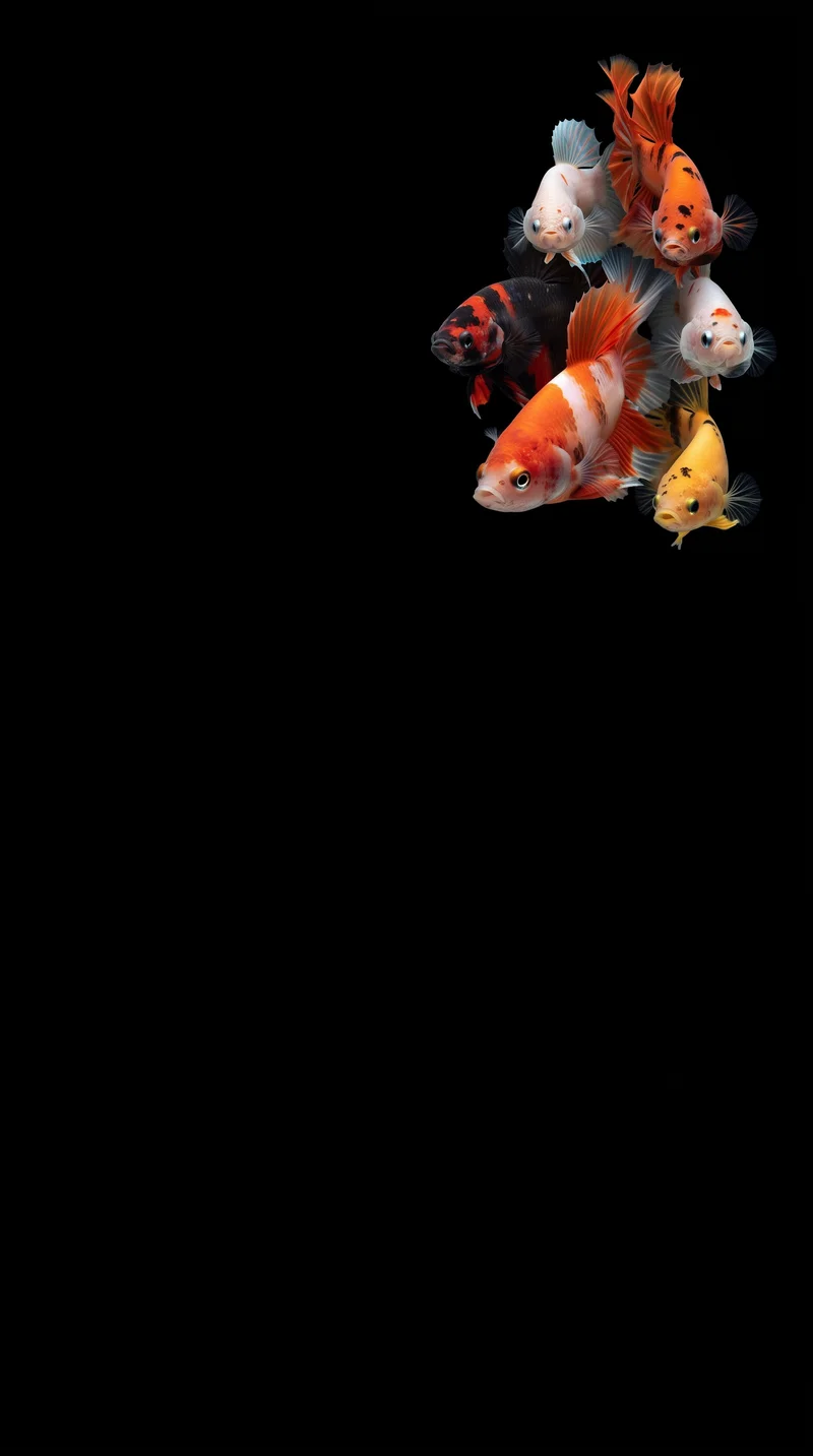 Koi Fish Colorful Underwater Aesthetic 4K AMOLED Phone Wallpaper - fish wallpapers mobile Wallpaper | Picmaze